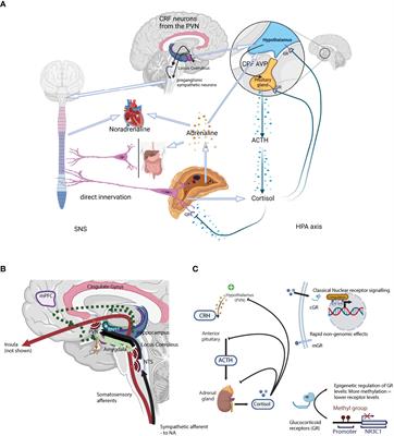 The Yin and Yang of the oxytocin and stress systems: opposites, yet interdependent and intertwined determinants of lifelong health trajectories